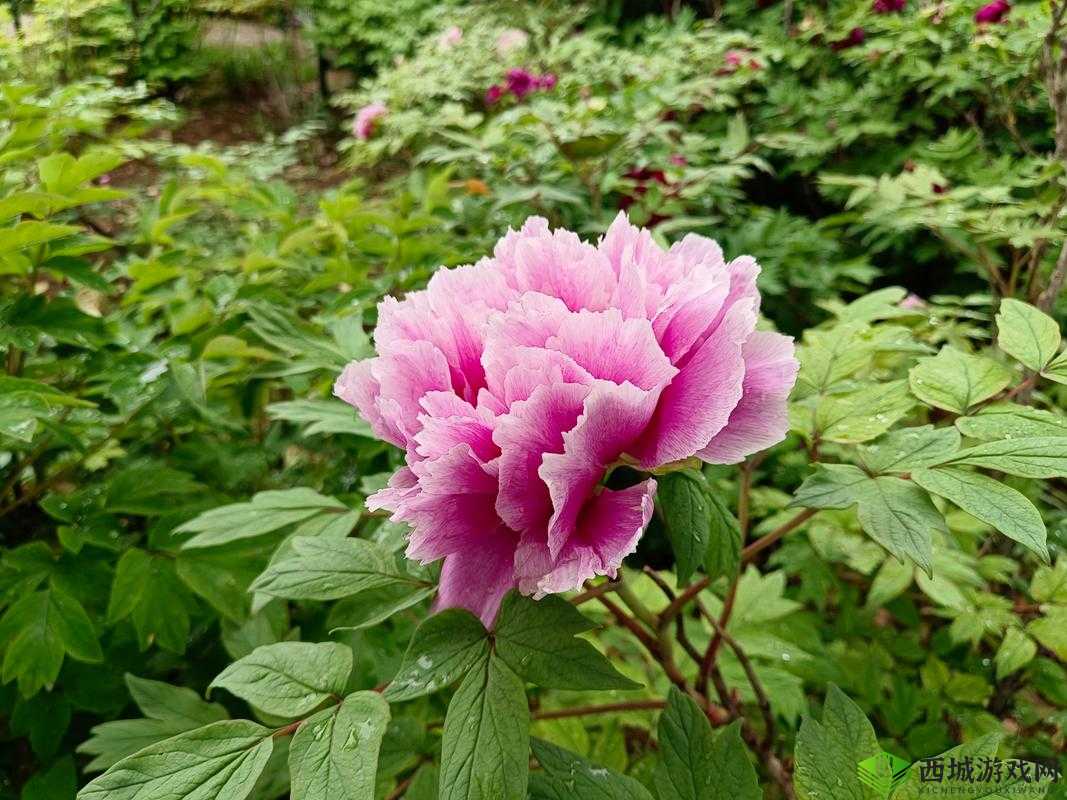 亭亭玉立国色天香综合症怎么治疗：探寻有效的治疗方案与策略