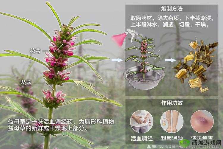 一味药久交不泄的土方法：探寻古老智慧与独特功效