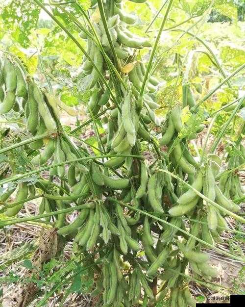 成熟 50-wx 老狼大豆行情：大气免费资源畅享