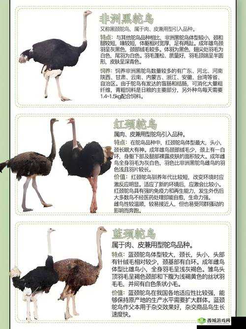 人马畜禽company limited 的最新业务：关于动物养殖与产品加工的全面介绍