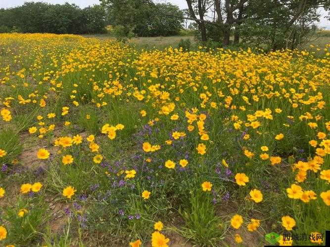 野花韩国视频观看免费高清视频,畅享精彩大片盛宴