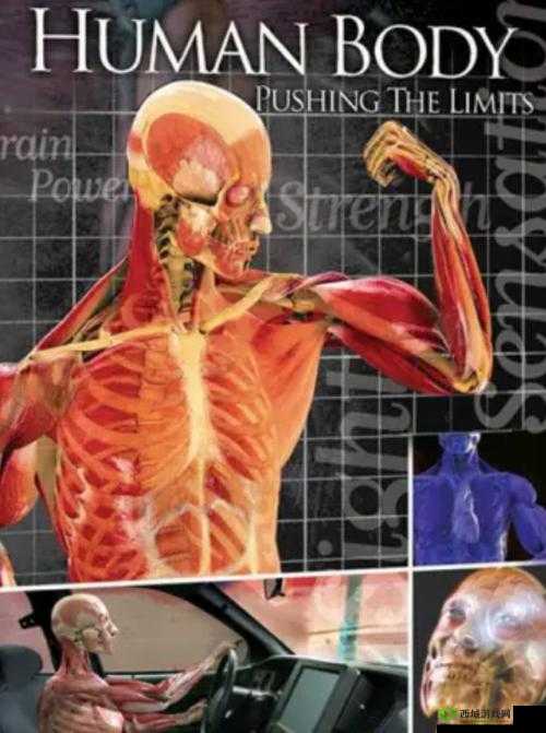 大胆人体艺术拳交:探索人体美学的极限