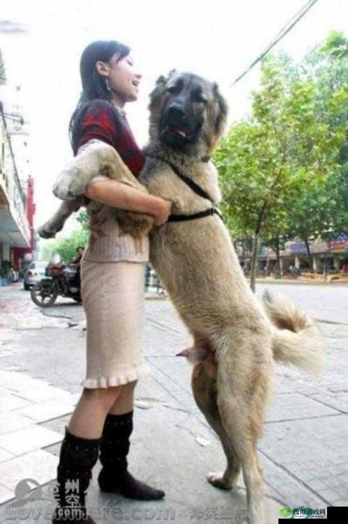 人与嘼在线：探讨人与动物关系的新视角