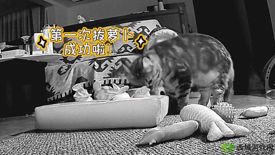 怎样拔萝卜示范怀孕:趣味演绎孕期生活场景