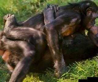 极度私密的动物与人的亲密关系:超越伦理的禁忌行为?