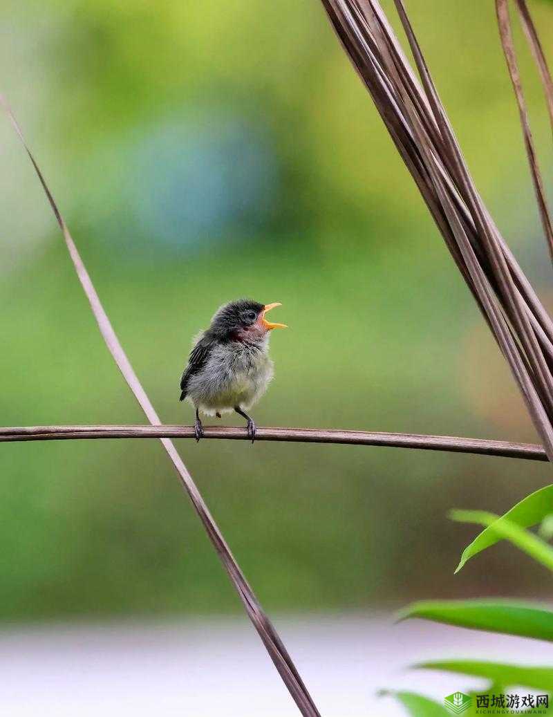 雏鸟幼儿小学生短视频：关于他们成长的精彩瞬间与有趣故事