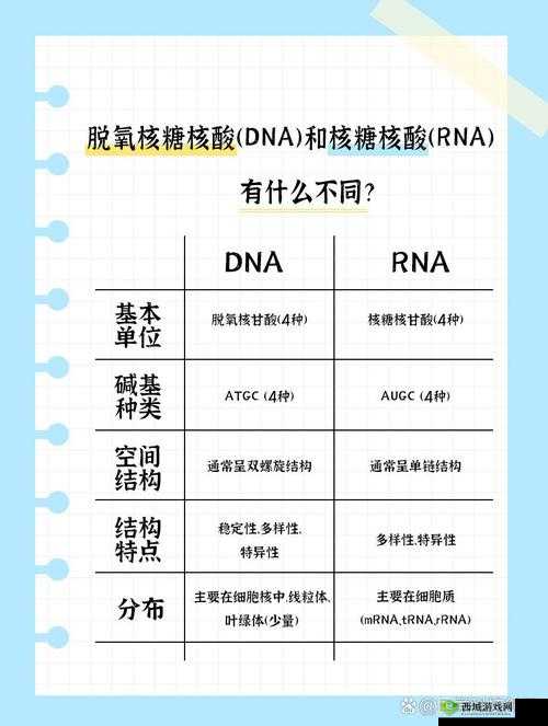 母亲 dna 和儿子 dna 一样不:关于亲子 dna 差异的深入探讨与分析
