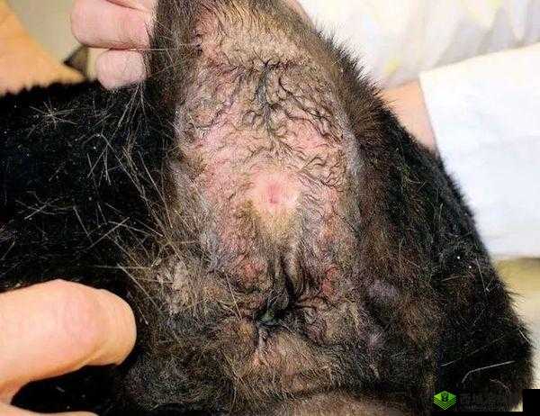 ：岳丰满多毛的大隂户是什么？——探索性话题的深入探讨