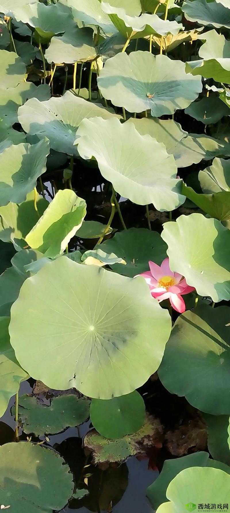 老人船上弄雨荷：一船荷香，满船孩子