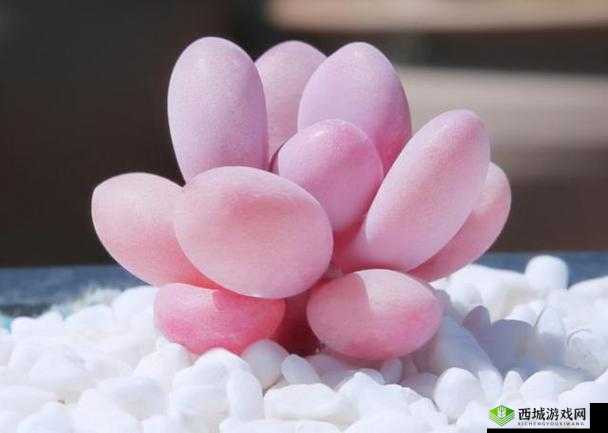 1V3 多肉多车高校生活的玩：一段令人难忘的独特校园经历