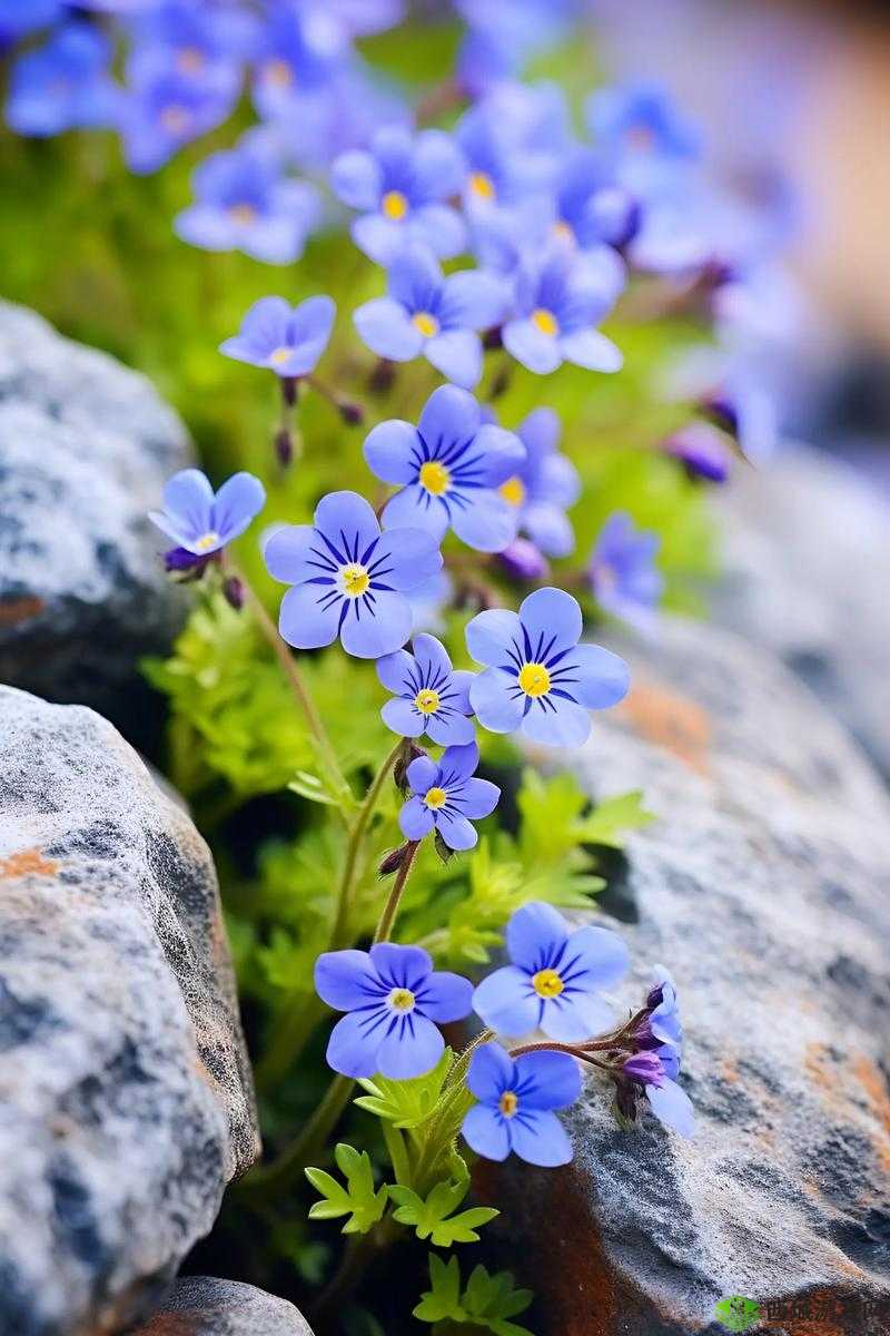 野花日本大全免费 2019：探索日本野花之美