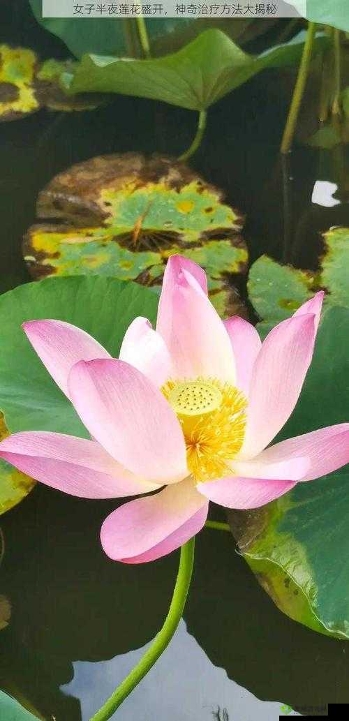 女人半夜莲花开是什么意思：探究其背后的含义与文化现象