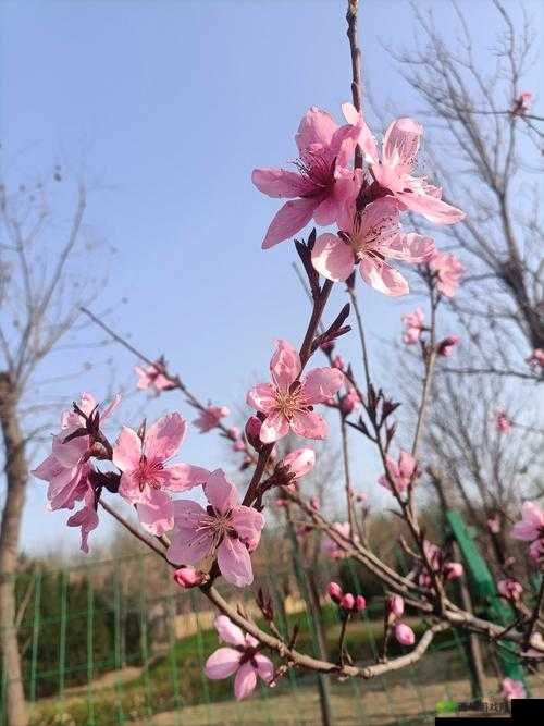 国色天香桃花朵朵开：春风轻拂花满枝的绚烂美景