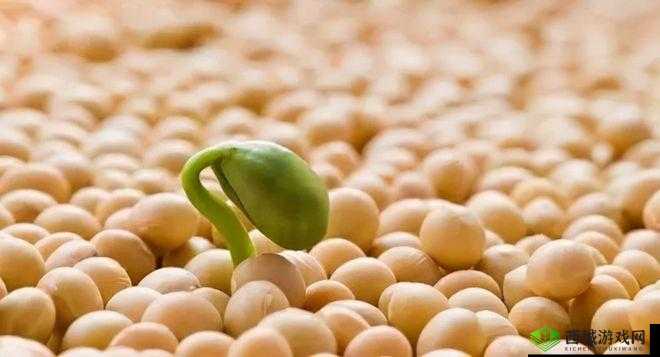 JAPONENSISJAVA 成熟大豆的独特魅力与非凡体验