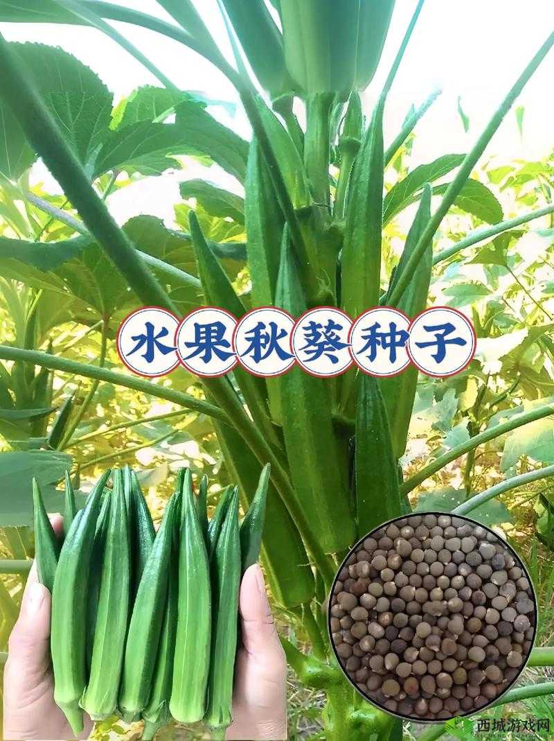 秋葵、茄子、丝瓜、绿巨人苹果在线观看：探索植物的奥秘