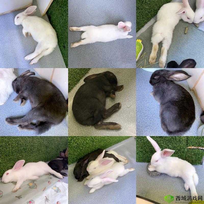 老公为何一直咬我的小兔兔：令人困惑的行为背后的原因