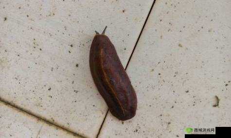 有一根又黑又硬的蘑菇头开始制作全新内容之详细解析与过程