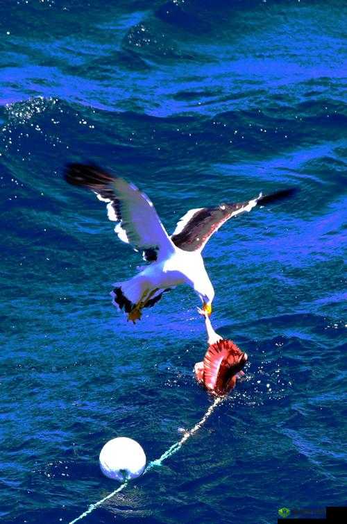 全民岛主，邀请好友，共探稀有宠物暴力鲨的奇妙之旅