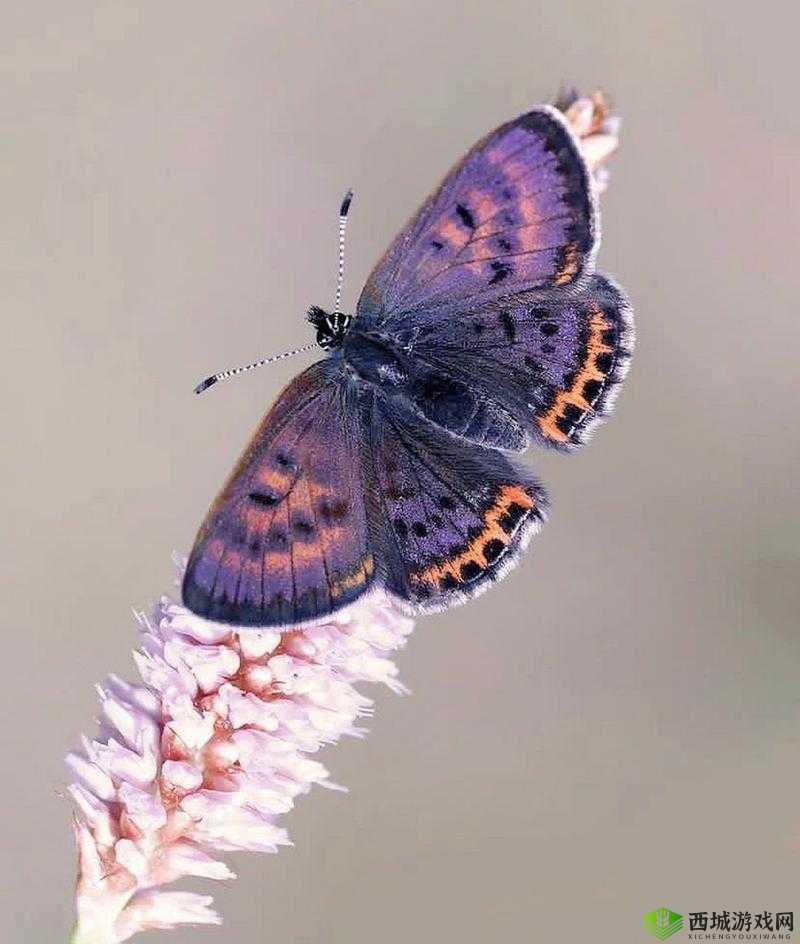 罕见的女生蝴蝶比：是什么让它如此特别