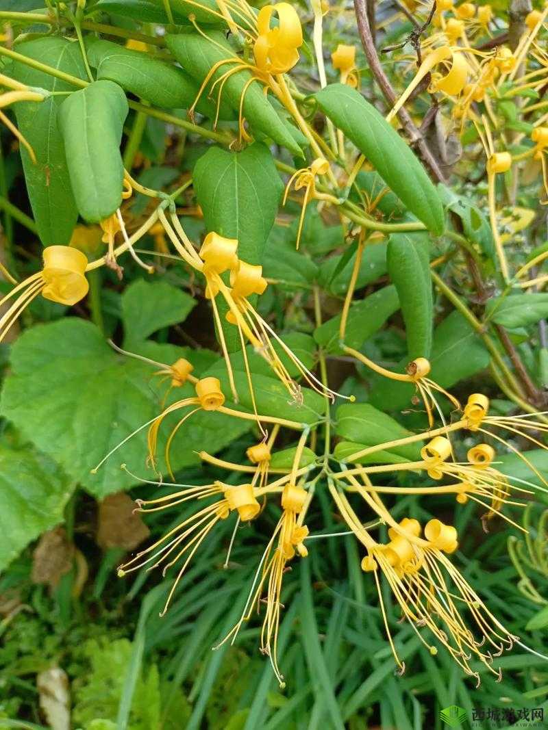 金银花梅花 2:独特花卉之美绽放别样风采