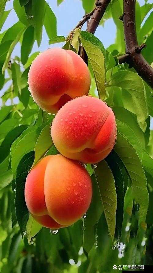 美国的水蜜桃 3：美味多汁的水果新宠令人垂涎欲滴