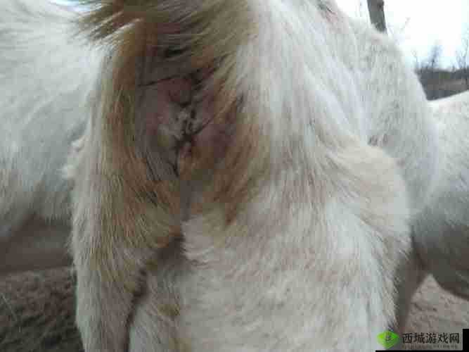 插羊水门:探究人性与伦理的边界