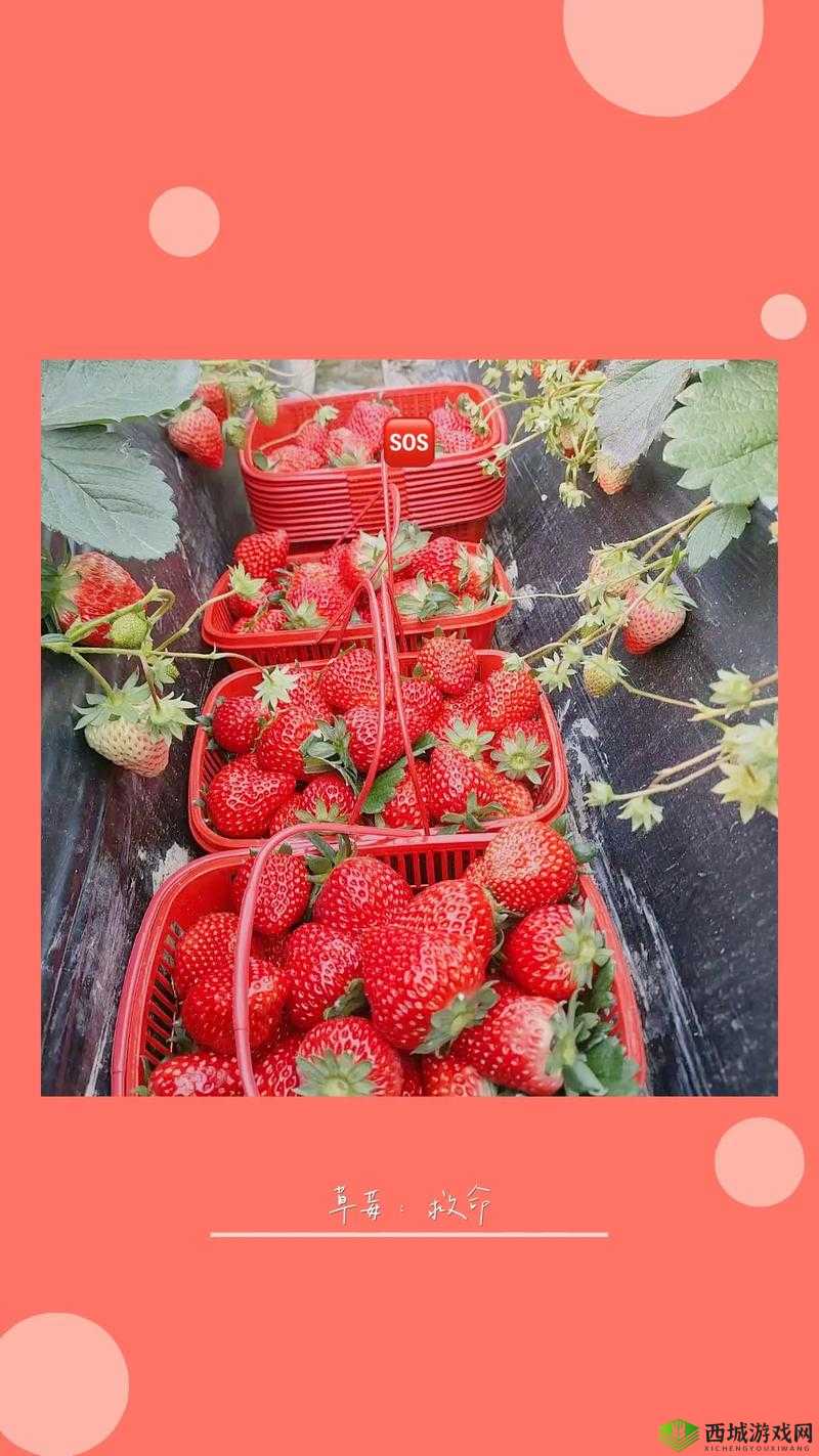 草莓视频草莓视频草莓 X:带你走进精彩的视频世界