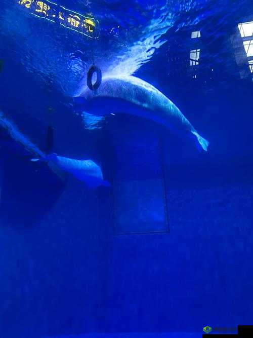 69xX：探索未知的奇妙之旅