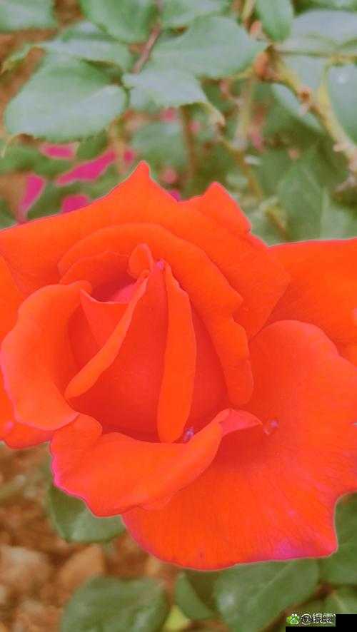 绿意盎然海角原创在哪里看：探寻其神秘所在之处