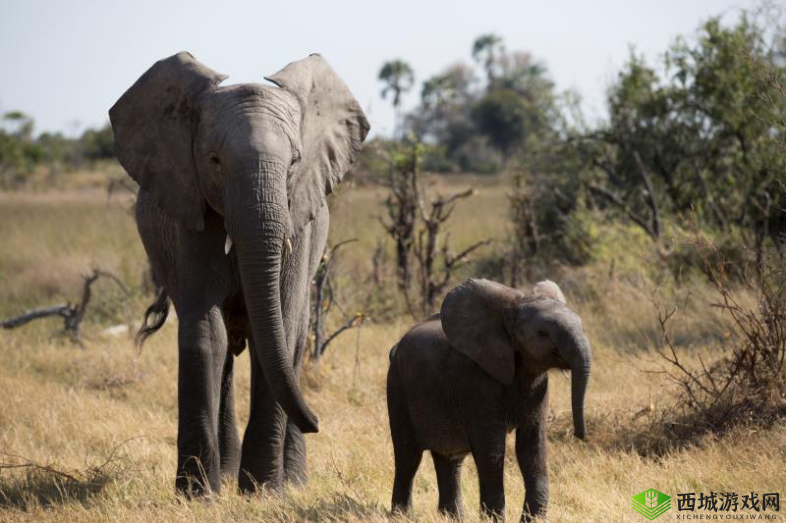 白虎嫩逼,令人血脉贲张的神秘之美:探索其独特魅力与故事
