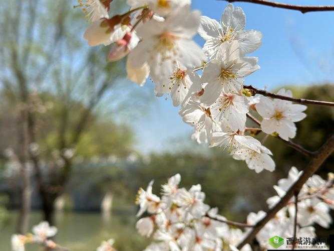 樱花 16q808a：独特魅力绽放的经典之作