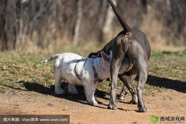 人与畜禽 CORPORATION 外网：探索人与动物关系的奇妙世界