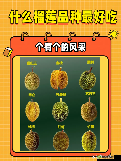 8008 幸福宝入口榴莲分类专区:探索幸福与满足的奇妙世界