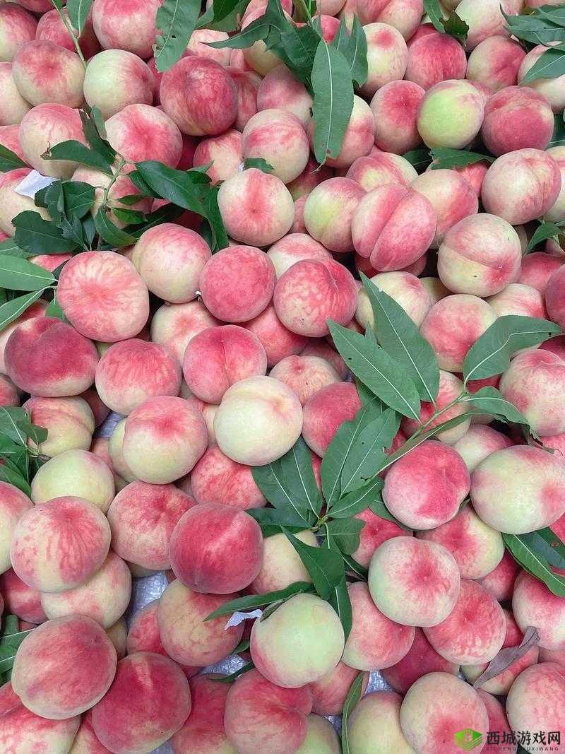 X7X7X7X7 任意噪水蜜桃:美味与独特口感的完美融合