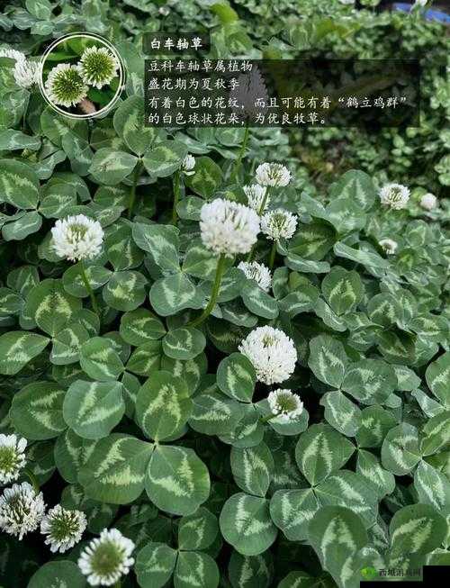 911 欧洲码和亚洲码三叶草：探寻其背后的神秘魅力与价值