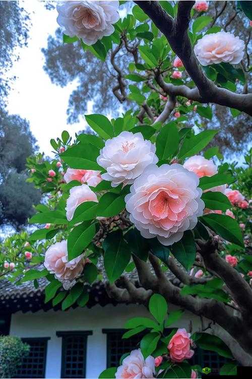 吃花核心流水喝：探索其背后的奥秘与意义以及对生活的影响