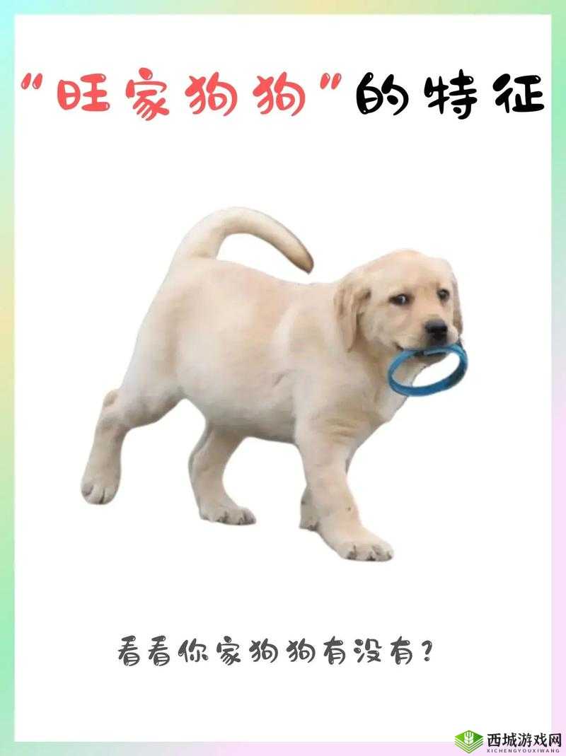 人 ZOOM 狗狗：与可爱萌宠的奇妙互动故事