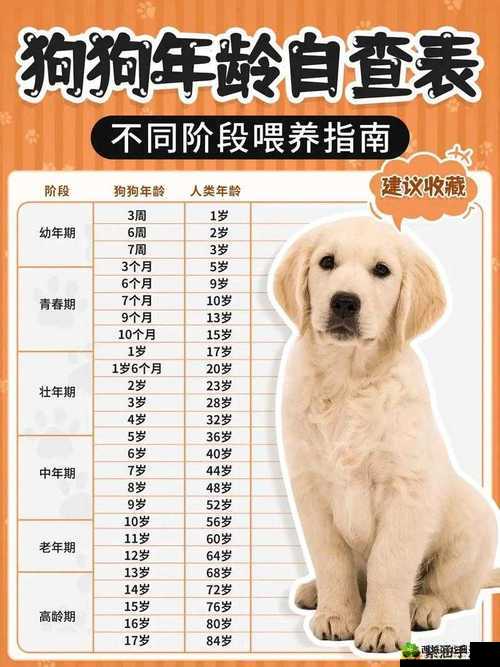 人与狗胶配方的最佳方法:详细步骤与注意事项全解析