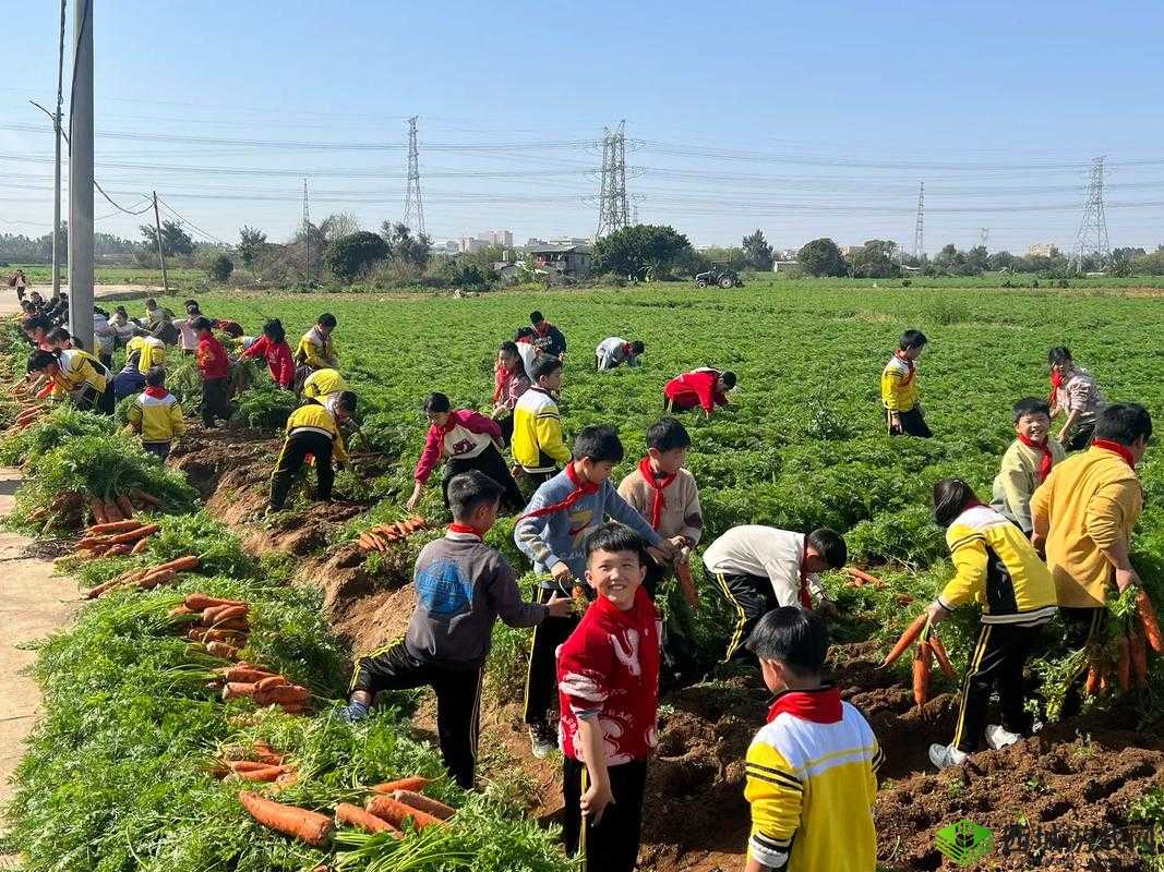 一小孩儿和妈妈摘萝卜：亲子田园时光的欢乐收获之旅