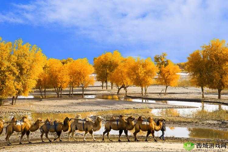 中国新疆：探索神秘地域的 XXXXXL19Dfm 之谜