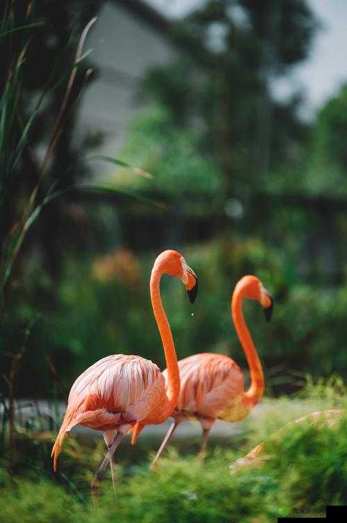 人物与动物交互在钱里叫什么:奇妙的互动现象探讨