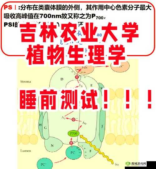 1v2 高 HP 系统揭秘：深入探究其奥秘