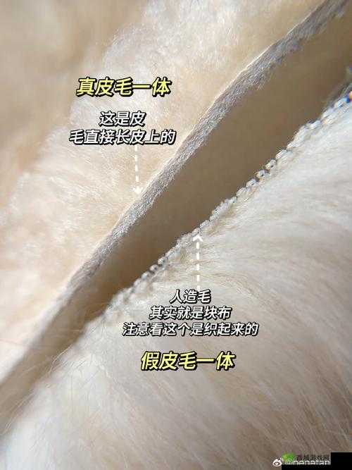 AAAA 级毛皮:纯度与仿制品的较量