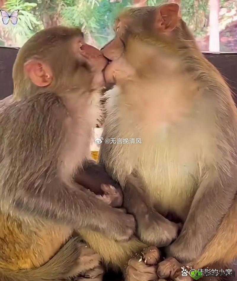 两只猴子可以成为夫妻吗？揭秘动物界中的情感与伴侣关系