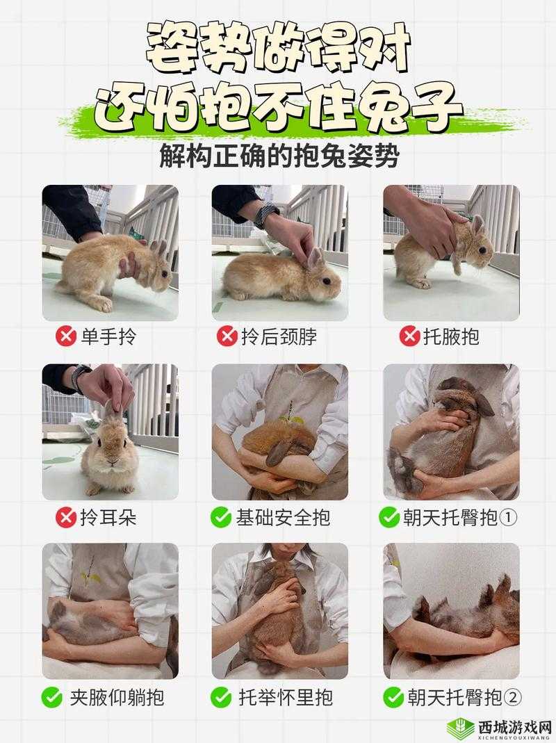 咬小兔兔的视频教程:如何让你的小兔子变得更可爱?