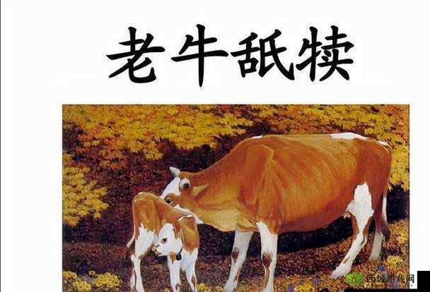 老牛耕田陈雪究竟有着怎样的故事？探秘老牛与陈雪之间的奇妙关联