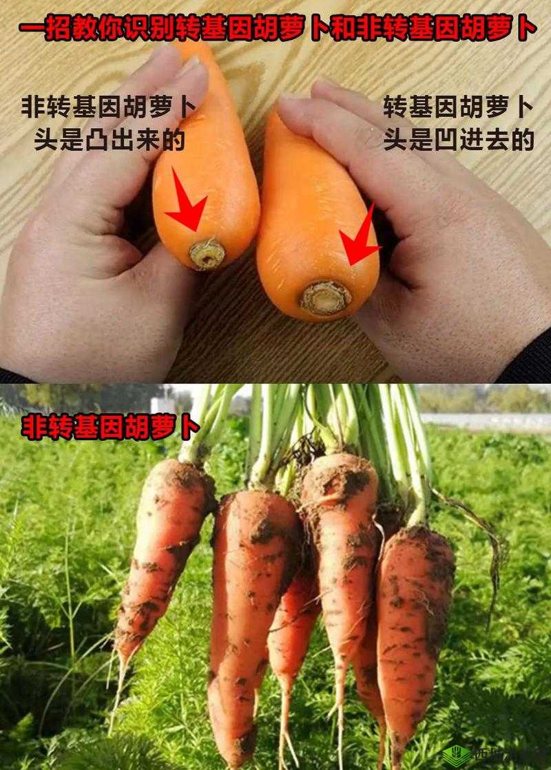 女生用胡萝卜，是选大头还是小头？