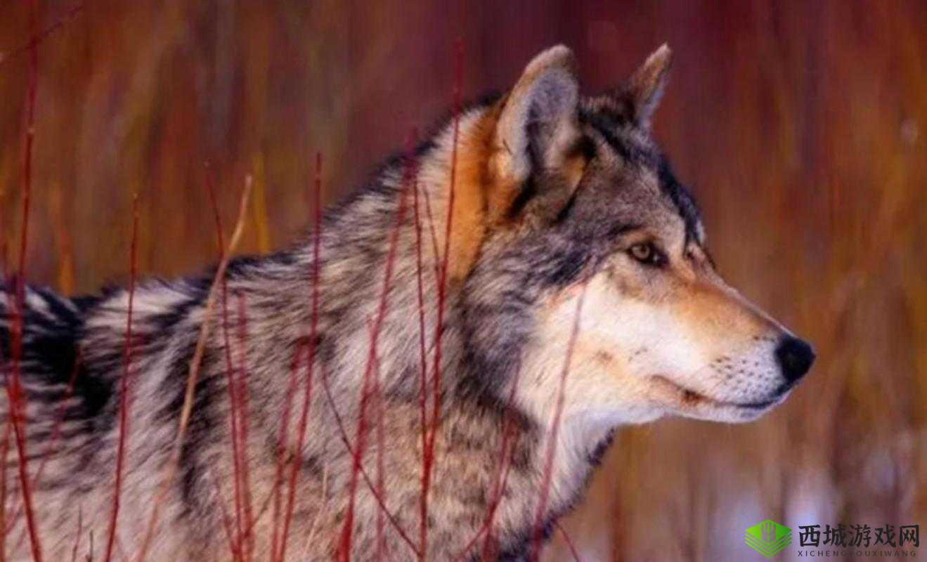 国产亚洲一卡2卡3卡4卡老狼是什么?为何它在网络上引发关注与讨论?