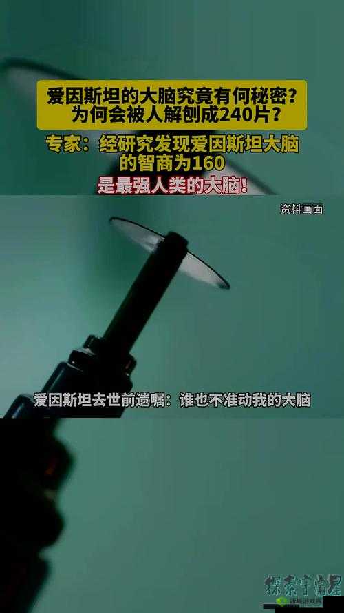 最强蜗牛爱因斯坦大脑切片怎么样？贵重属性全解析