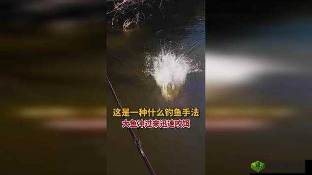一夹一放与锦鲤吸水技巧对比：掌握这两种钓鱼手法的关键区别与应用场景